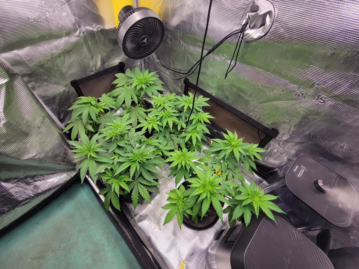 Trent'sGotAGarden tweet media