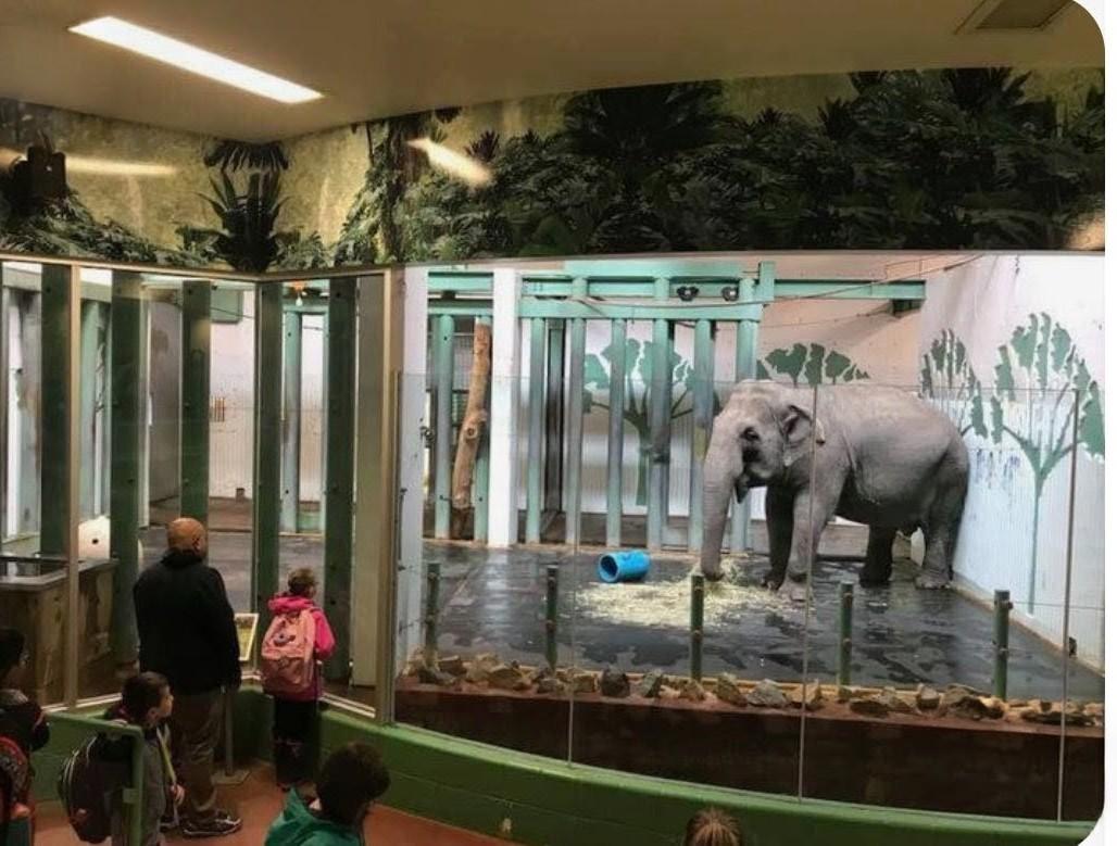 #freeLucy 
Concrete floors, hurt feet. Hurt heart, a sanctuary is waiting in Tennessee my dear Lucy. I believe she will make this journey. This is no place for  #Lucy <a href="/MarkJCarney/">Mark Carney</a> sign Lucy release papers. 🐘🙏She's had enough of Edmonton zoo.