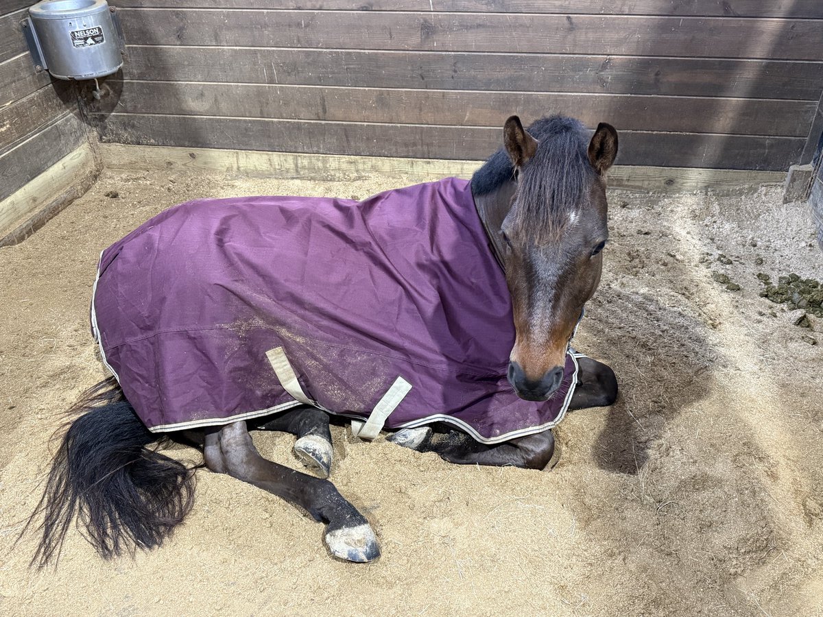 AmandaGeaney's tweet image. Sundays afternoons are for napping.

#maximillion🐴 #sporthorse #eventing