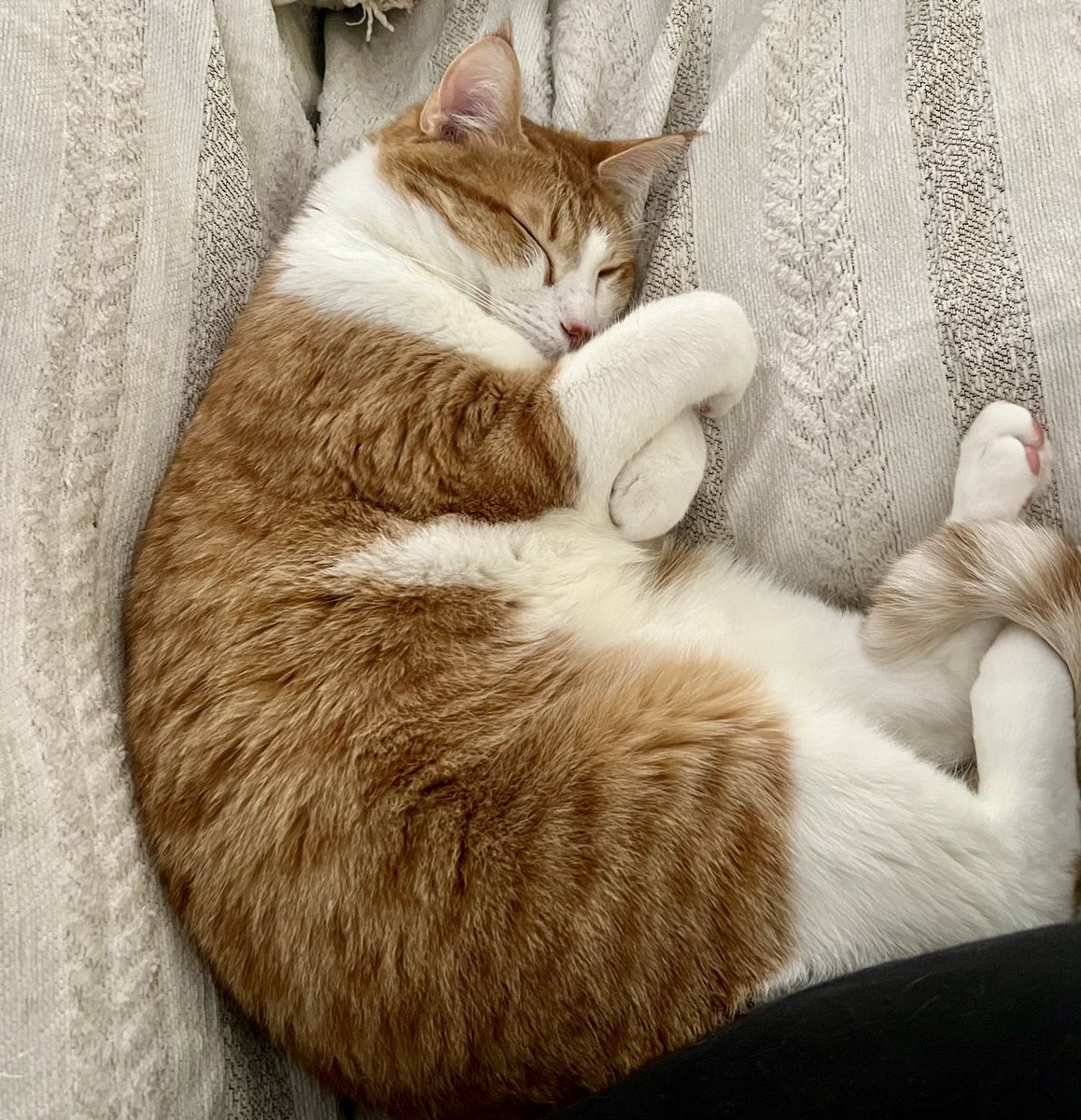 leighlew3's tweet image. He was being an absolute terror to start off the day, but how can I stay mad at this? 😭 #toby