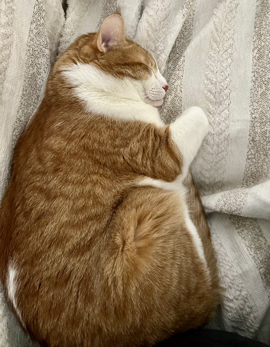 leighlew3's tweet image. He was being an absolute terror to start off the day, but how can I stay mad at this? 😭 #toby