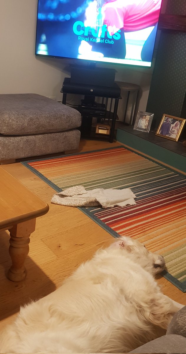 Ralph The Retriever tweet media