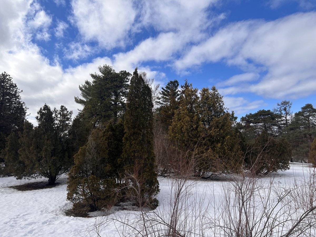 Hunting for birch bark