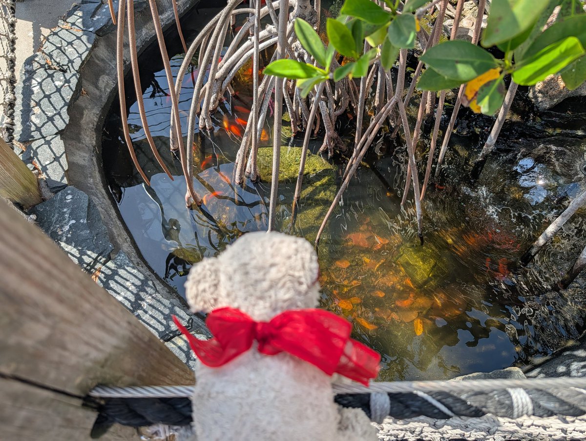 Iamthebear's tweet photo. Hello fishies. You are beary lucky I left my fishing pole at home. #bearsnacks https://t.co/1dBA2lieMP