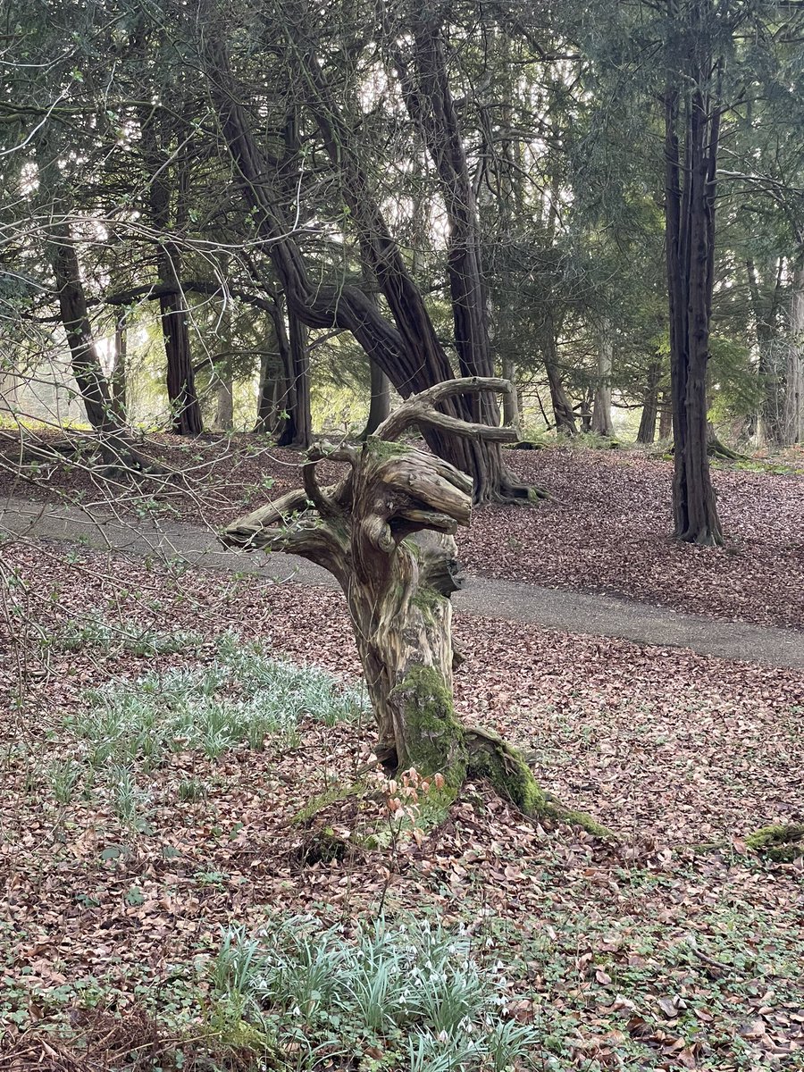 devereux1655's tweet image. Had a lovely jacket after walk - cheese always on the side and not melted - faces in trees and lovely views #SundayVibes #views #food #trees #TreeClub