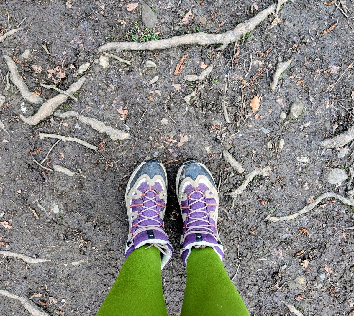 carolinehwrites's tweet photo. Woodland-ready🌳🌳🌳🌳 https://t.co/UMgNh6VjDv