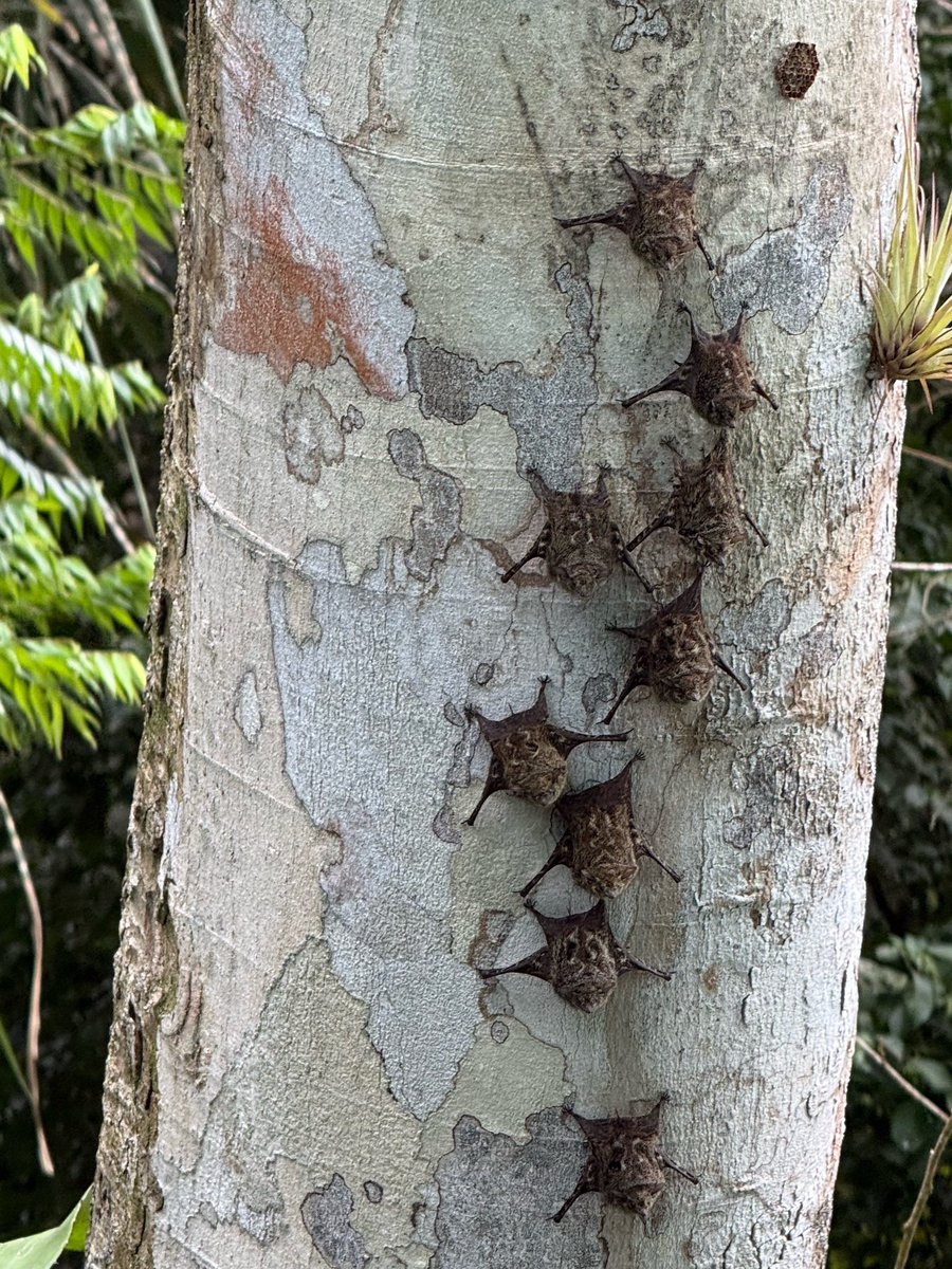 Frans Van Nyverseel tweet media