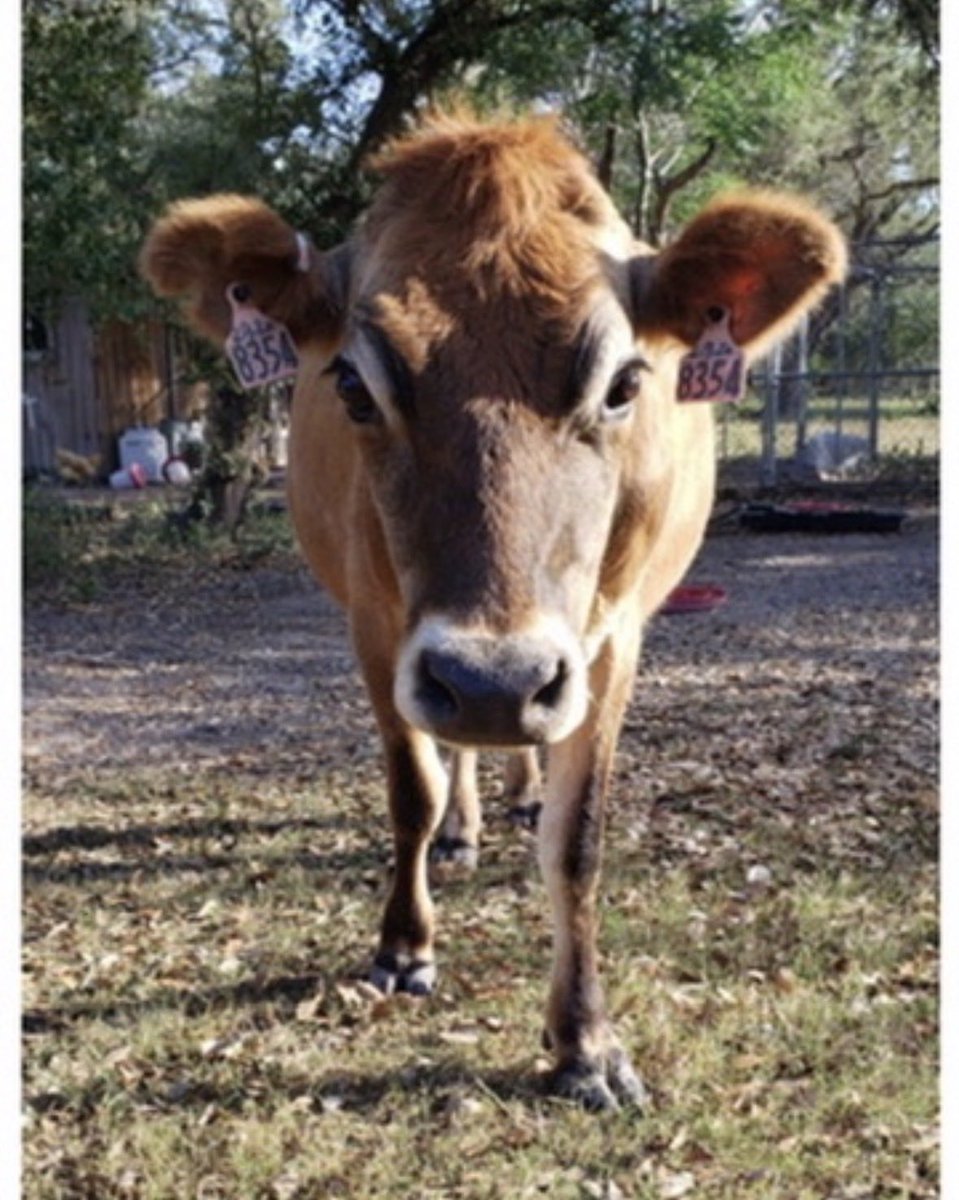 lavidafitRose's tweet photo. @RWMaloneMD Our girl Nancy! She brings more nutrition to our home than all the other animals combined. Milk, butter, cottage cheese, cheddar, yogurt…and he off spring are half angus and bring us beef. https://t.co/zFO56S3wsa