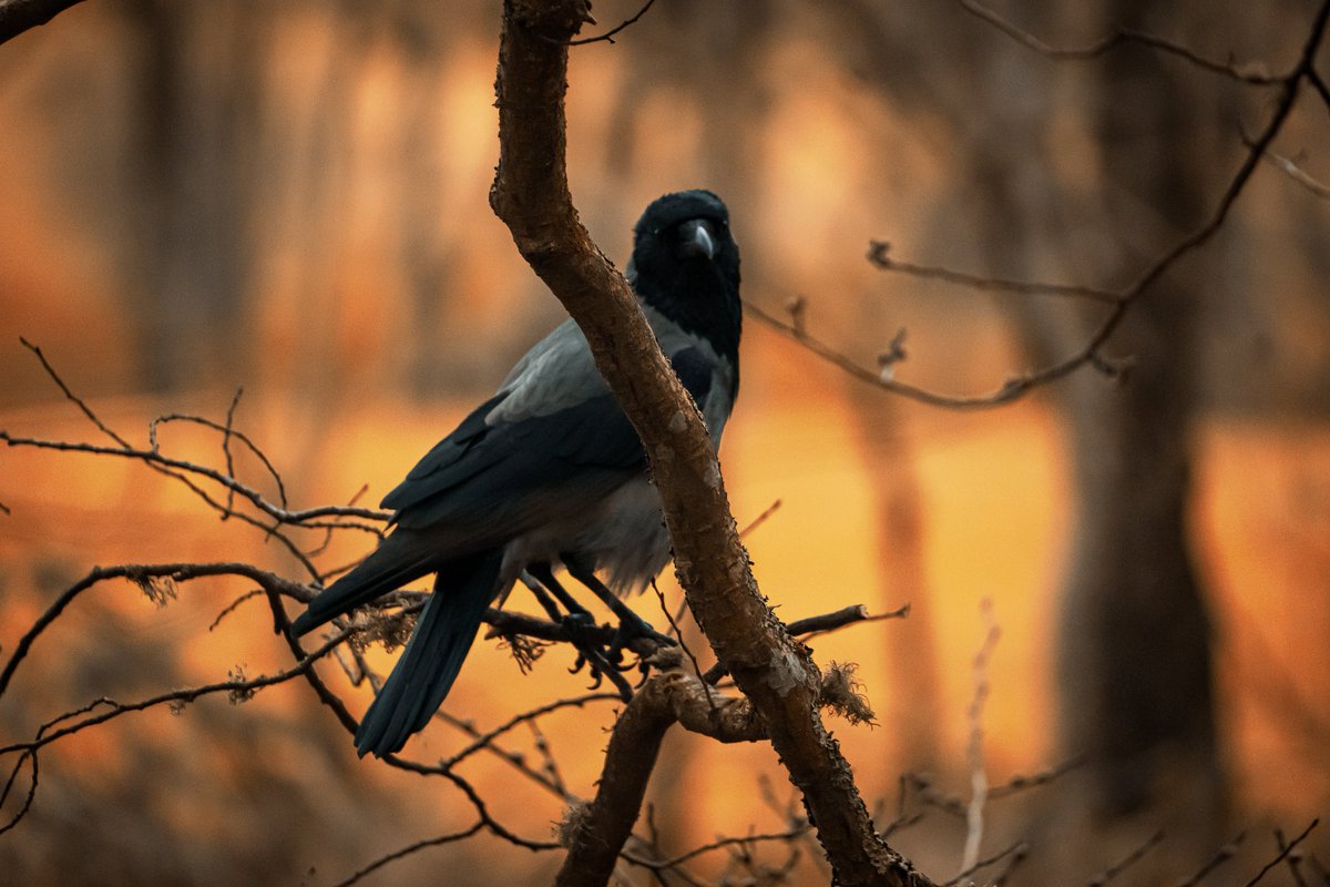 Dun Ringle🏴󠁧󠁢󠁳󠁣󠁴󠁿🇳🇴 tweet media