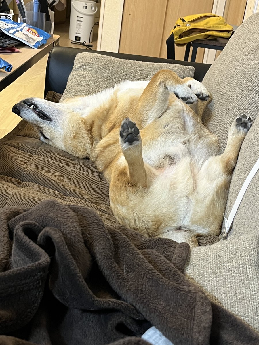 犬がこの格好で寝てるのを見るだけで幸せ