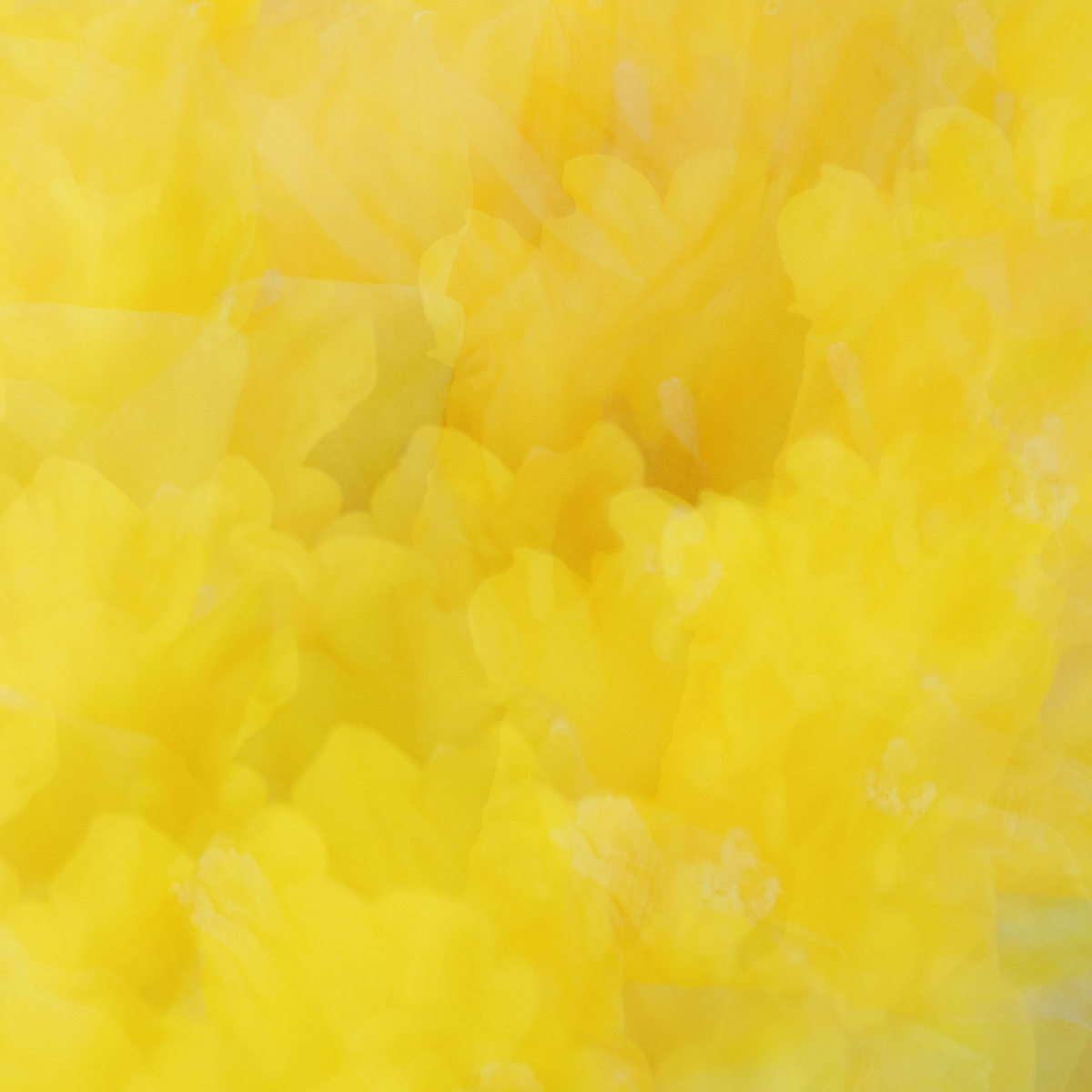 Daily Picture Theme tweet media