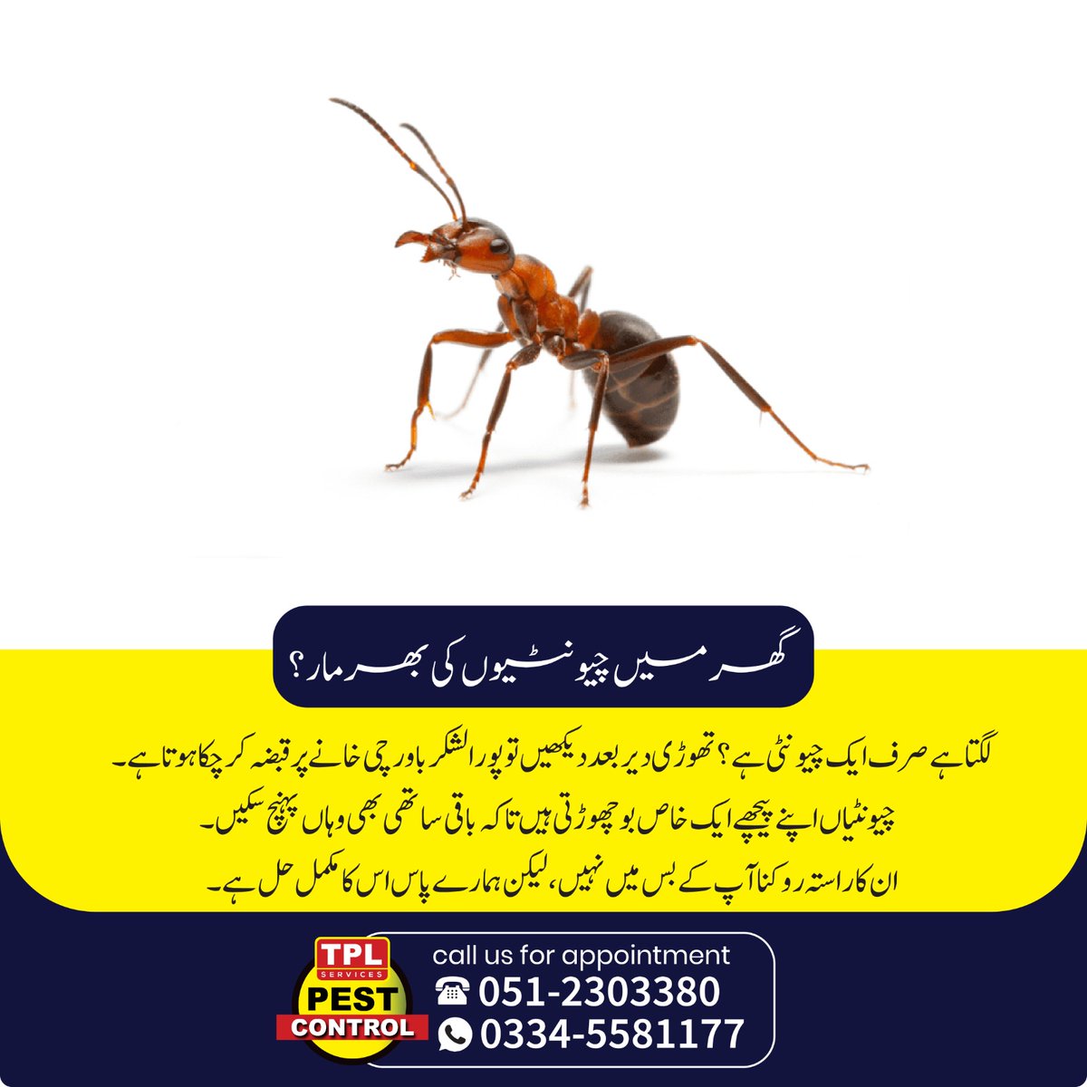 Get rid of persistent ant infestations with professional pest control solutions designed to eliminate colonies and prevent future outbreaks.
✔ Effective Ant Control Treatment
✔ Safe &amp; Long-Lasting Protection
#AntControl #PestControlService #HomeProtection #InsectControl #Pest