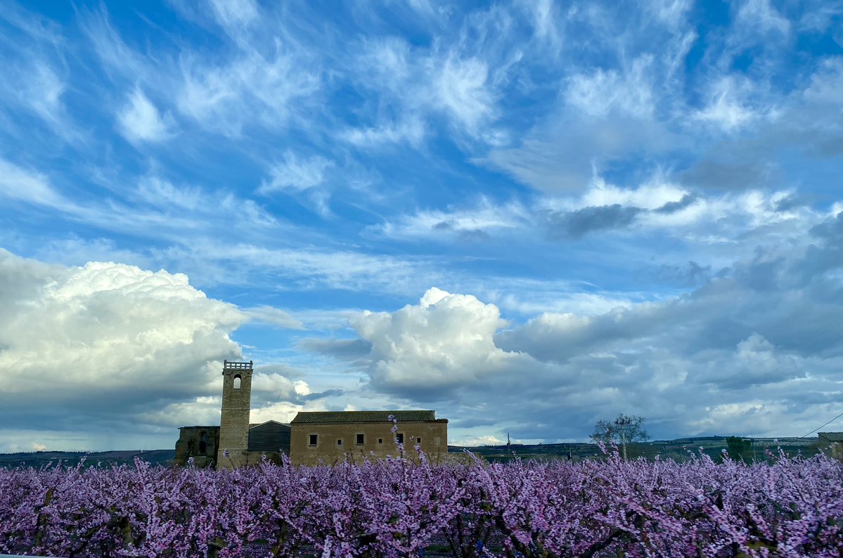 Anna Sàez Mateu tweet media