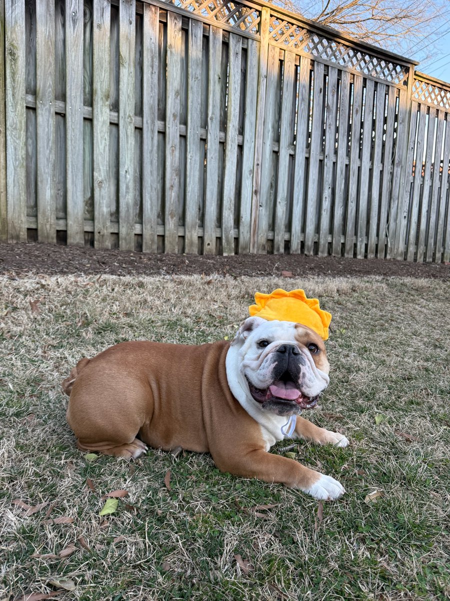 Jack the Bulldog tweet media