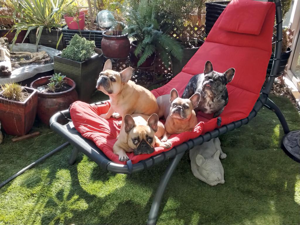 brendanpgraber's tweet photo. Frenchie Gang. 🐾🇨🇦🐾🇨🇦🐾🇨🇦🐾🇨🇦 #FundaySunday
#missmila #princessjasmin #ladyezra #studstout https://t.co/xiPtgGF3Rx