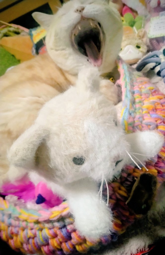 ria07303's tweet image. おはよふございます☀️𓂃 𓈒𓏸
今週もよろしくお願いします🐈ᩚ(*ᵕ ᵕ)"✻°•
どっちが リアなのか。。。♥