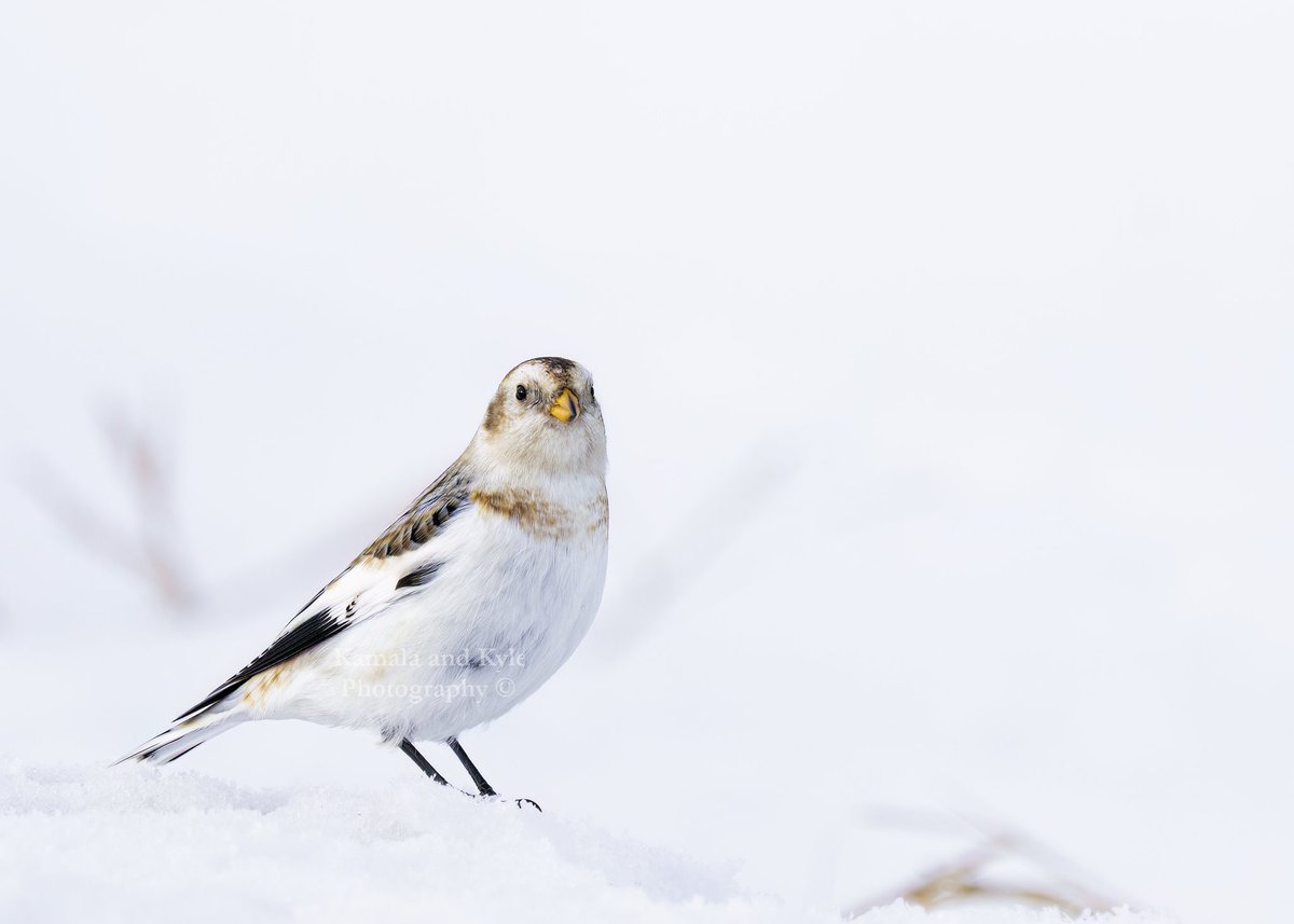 Kamala and Kyle Photography tweet media