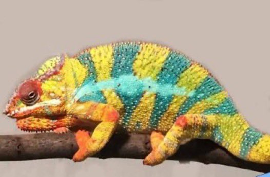 Noni Edozie tweet media