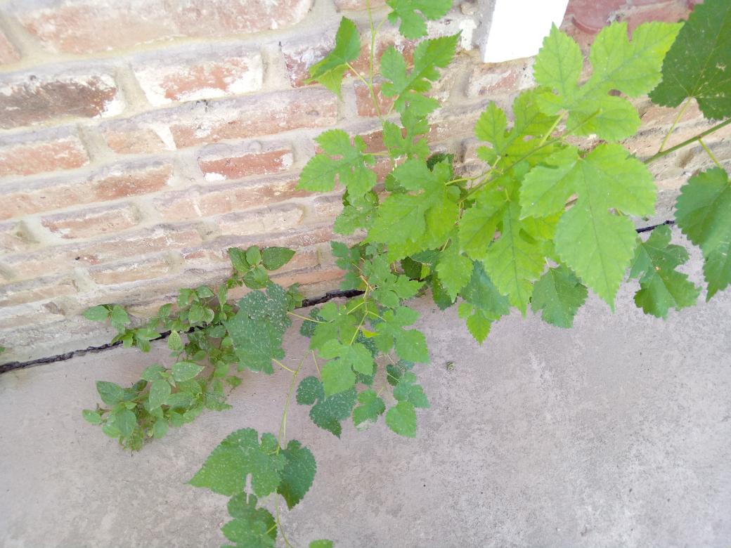 Iris Speroni 🇦🇷⭐️⭐️⭐️🇦🇷 tweet media