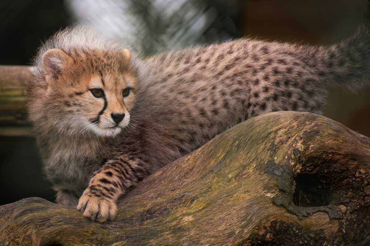 Rob Watson Photography tweet media