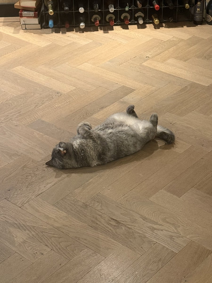DavidFresco4's tweet photo. @cutecats_____ Merlin supports you https://t.co/eSPtHDZlre