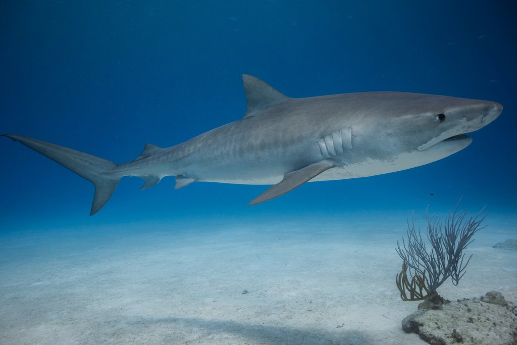 sharks are friends tweet media