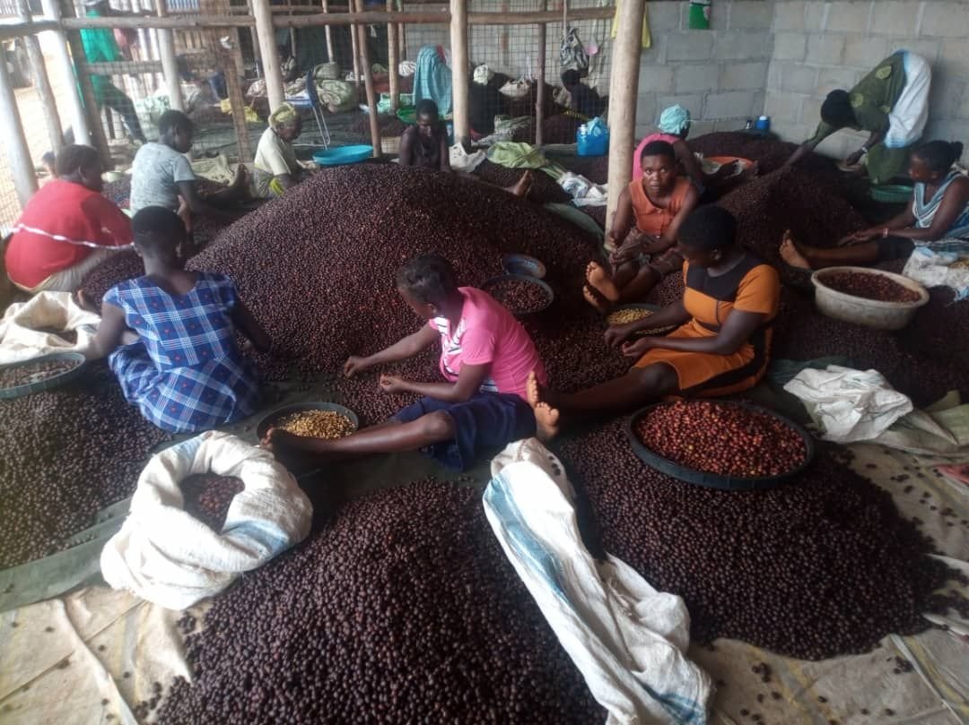 Mbale Northern Division Farmers Union tweet media