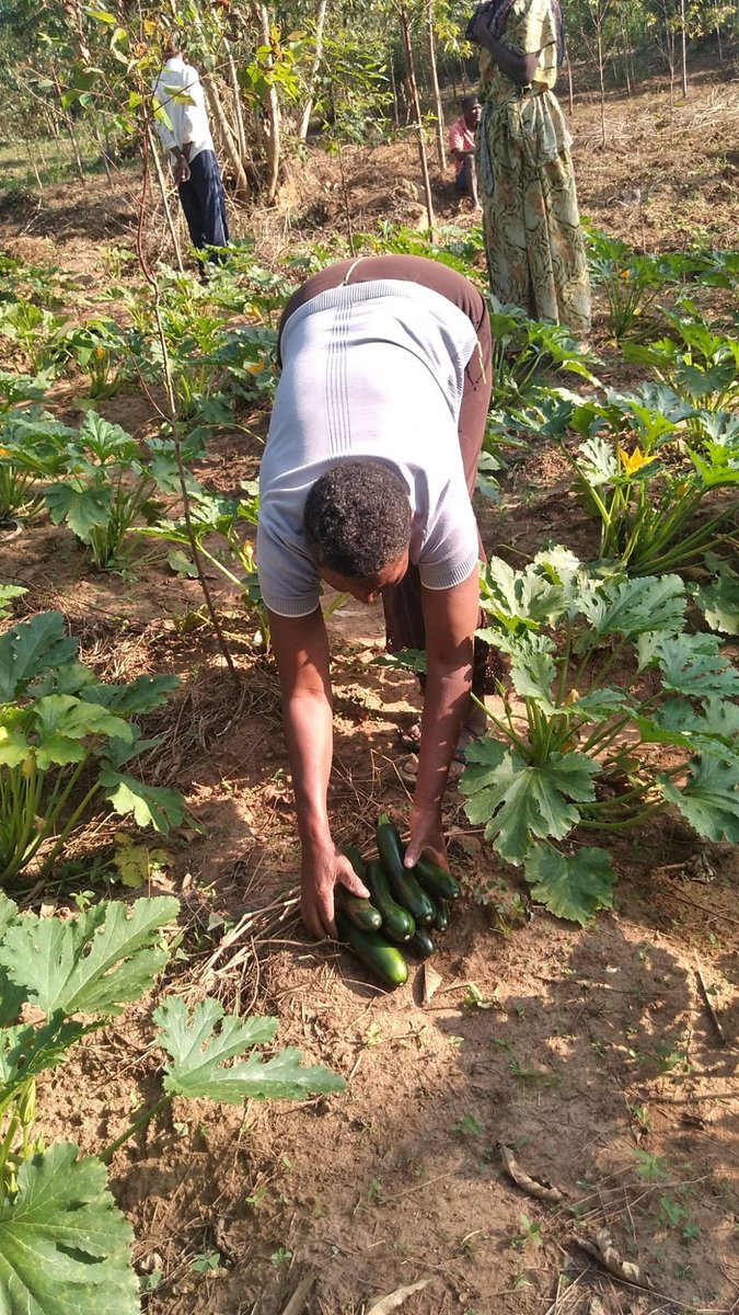 Mbale Northern Division Farmers Union tweet media