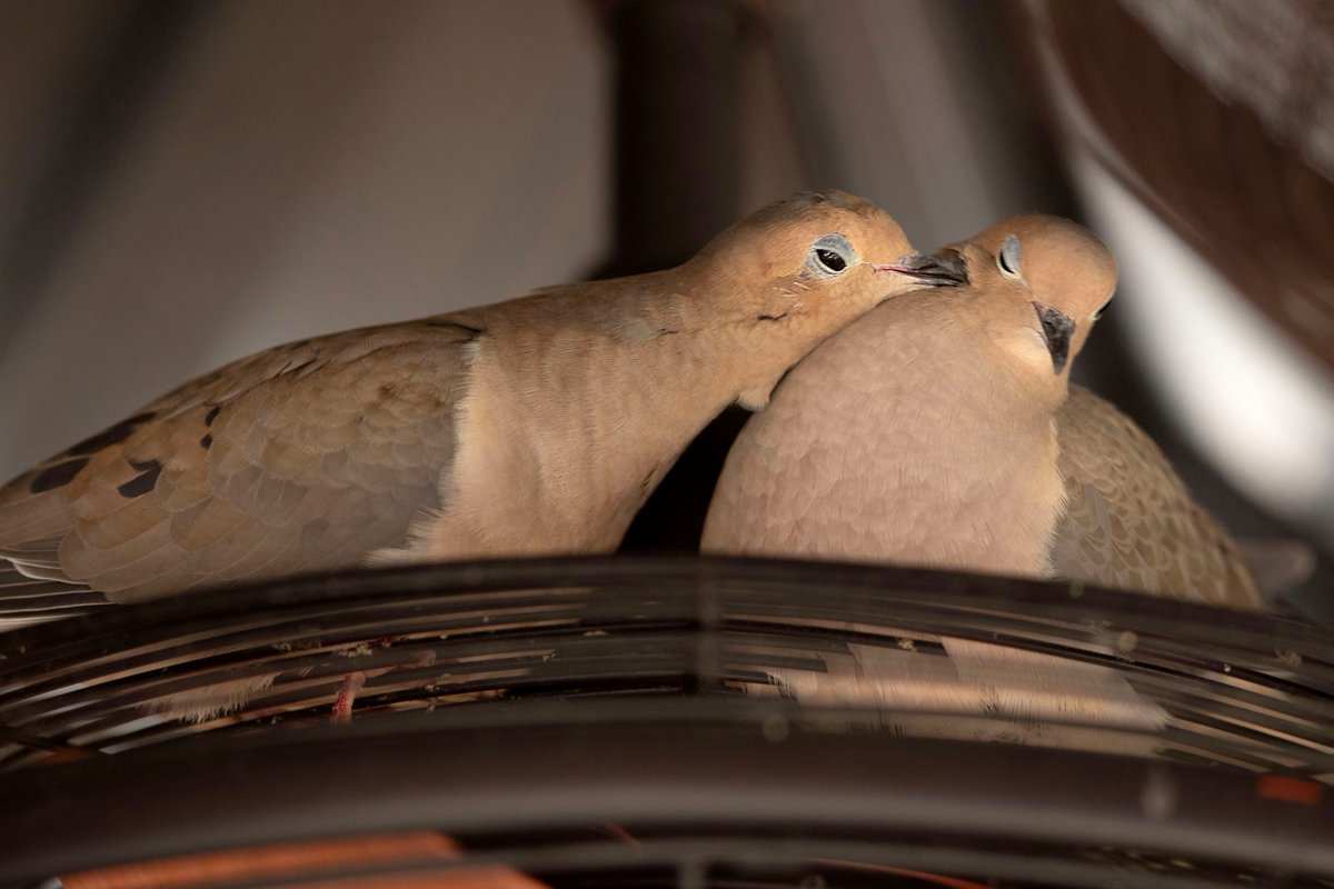 RichChapman's tweet photo. "Love Doves"
More mouring doves from this morning, can't wait to see their modeling fees ; ) https://t.co/75rJgn8iej