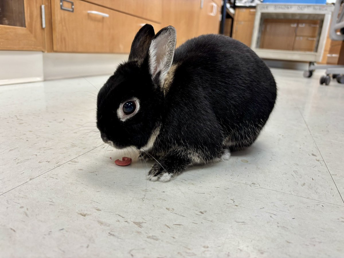 Sunday snacks with BunBun￼ <a href="/UNKearney/">University of Nebraska at Kearney</a>