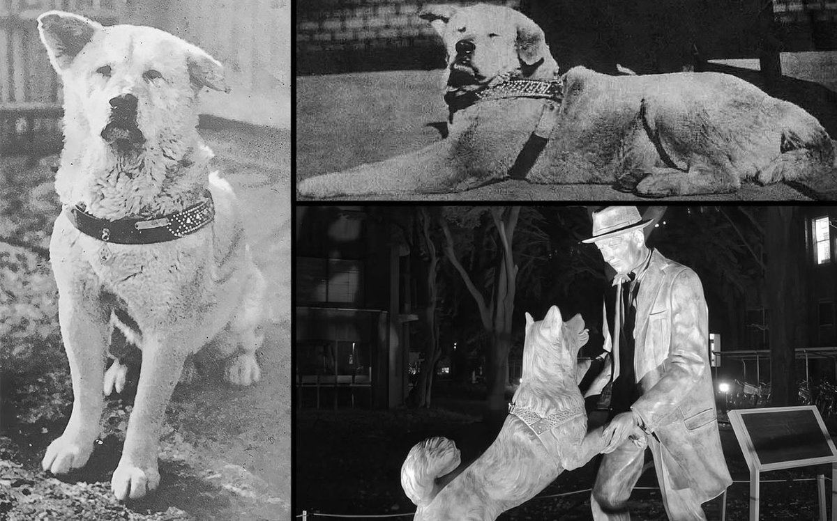 Hace exactamente 91 años, el 8 de marzo de 1935, murió en Tokio un perro que llevaba casi una década esperando a alguien que nunca volvió.

Se llamaba Hachikō.

Y su historia sigue siendo una de las más conmovedoras que existen.

Hachikō era un Akita Inu que pertenecía al