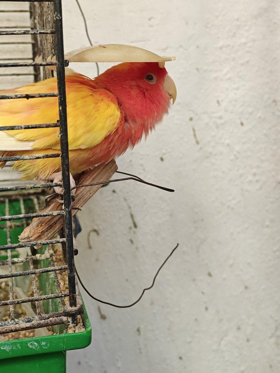 MegaLimones tweet media