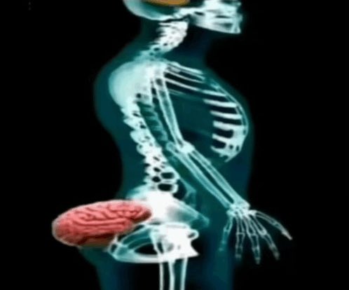 FOKUS Mularo tweet media