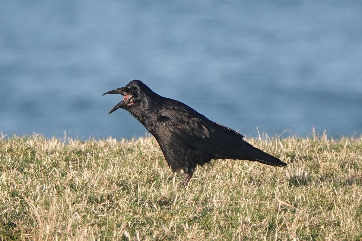 Rathlin Stickybeak tweet media