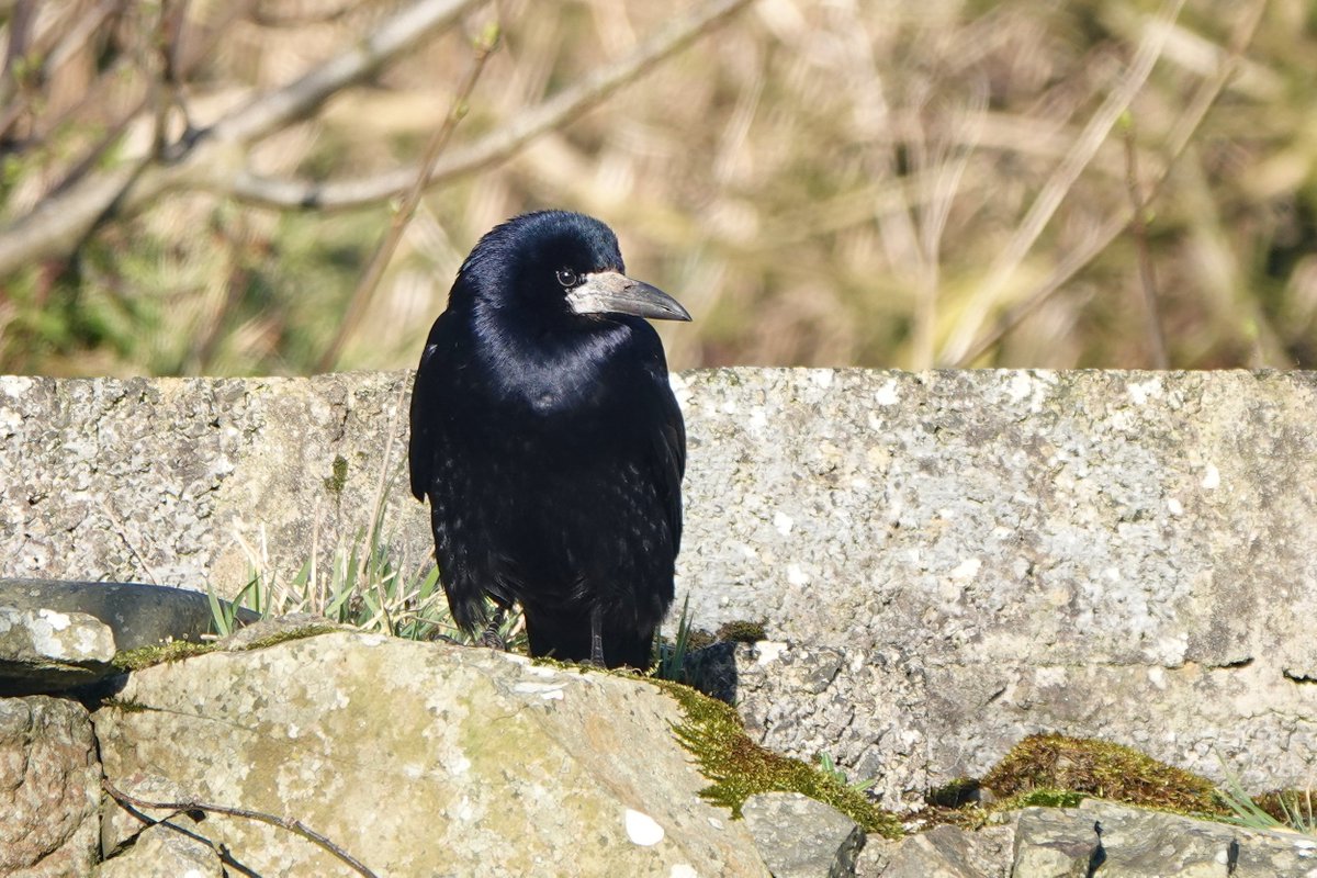 Rathlin Stickybeak tweet media