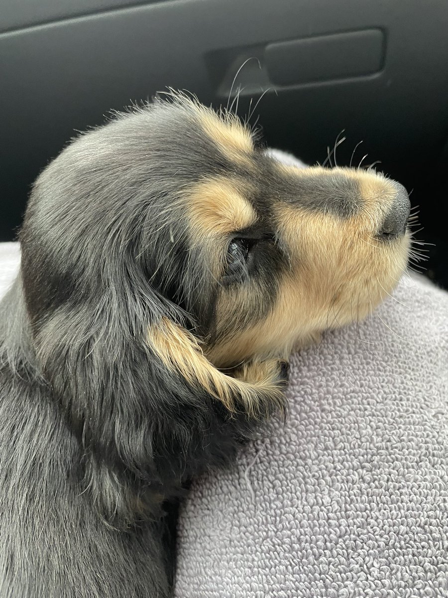 Dr Cheeky Chops tweet media