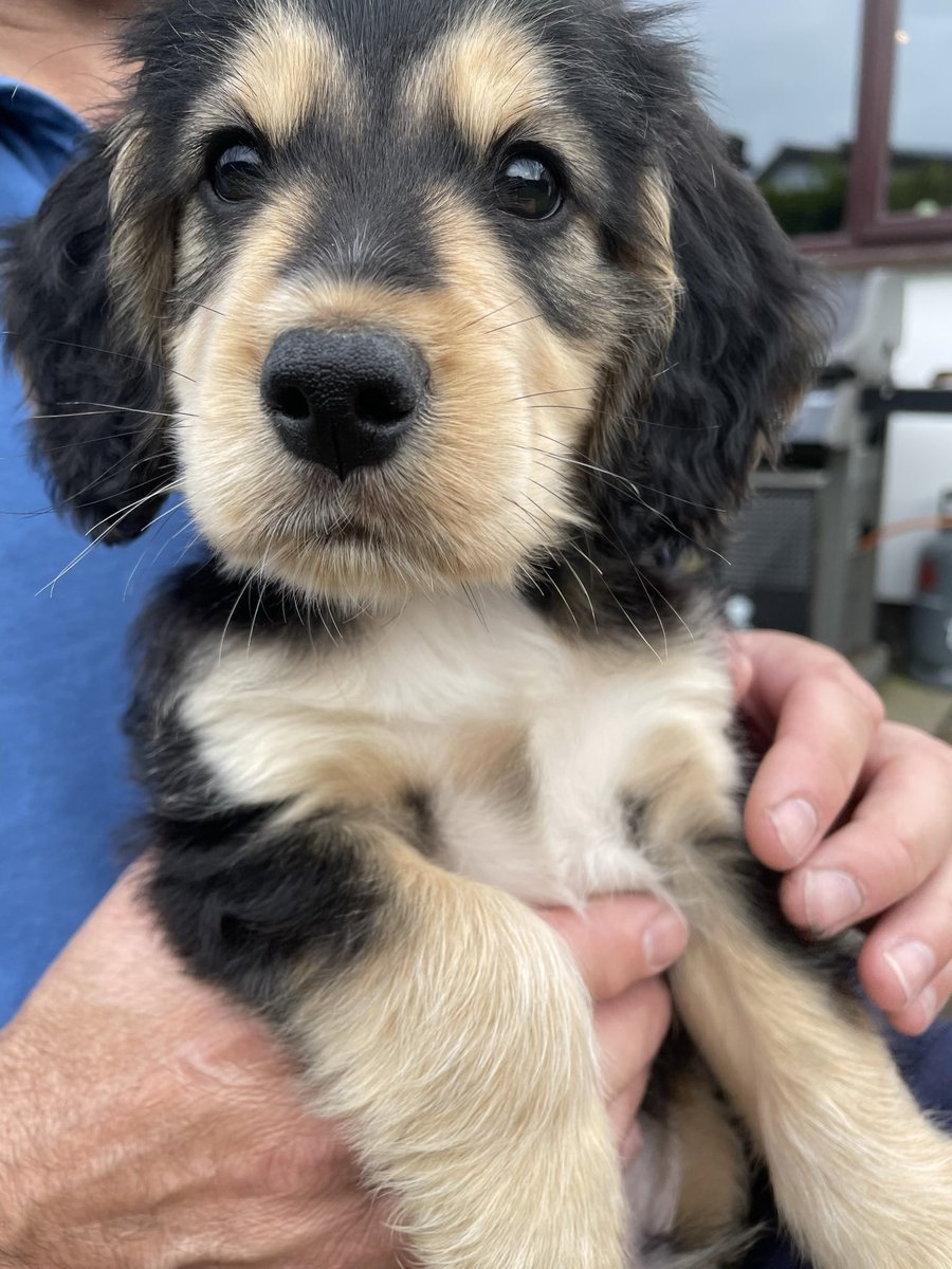 Dr Cheeky Chops tweet media