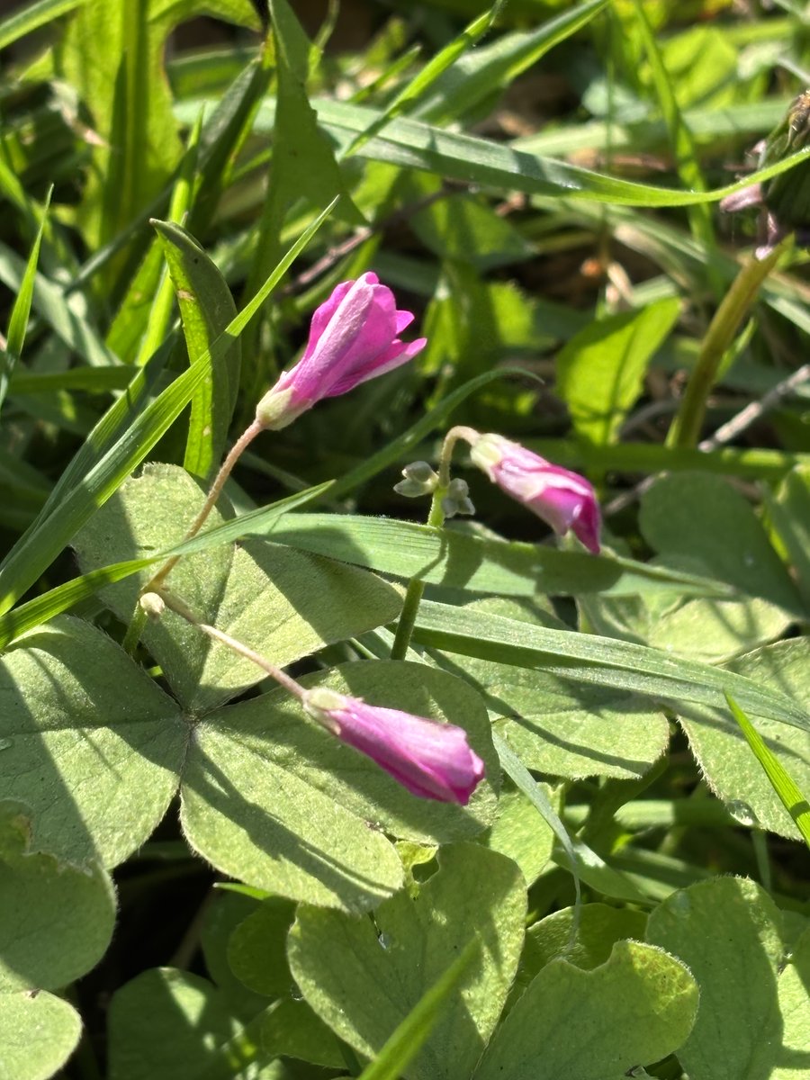 edmondslyn's tweet photo. Pink Sorrel , Oxalis articulata, one of the early #SignsOfSpring; seen by a roadside in Cambridge this week
#PinkSorrel #UrbanPlants #WildflowerHour @wildflower_hour @BSBIbotany https://t.co/JziA5hsWlm