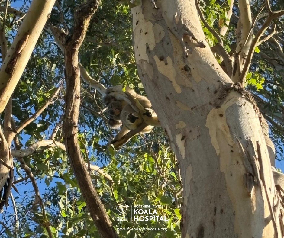 Friendsofthekoala tweet media