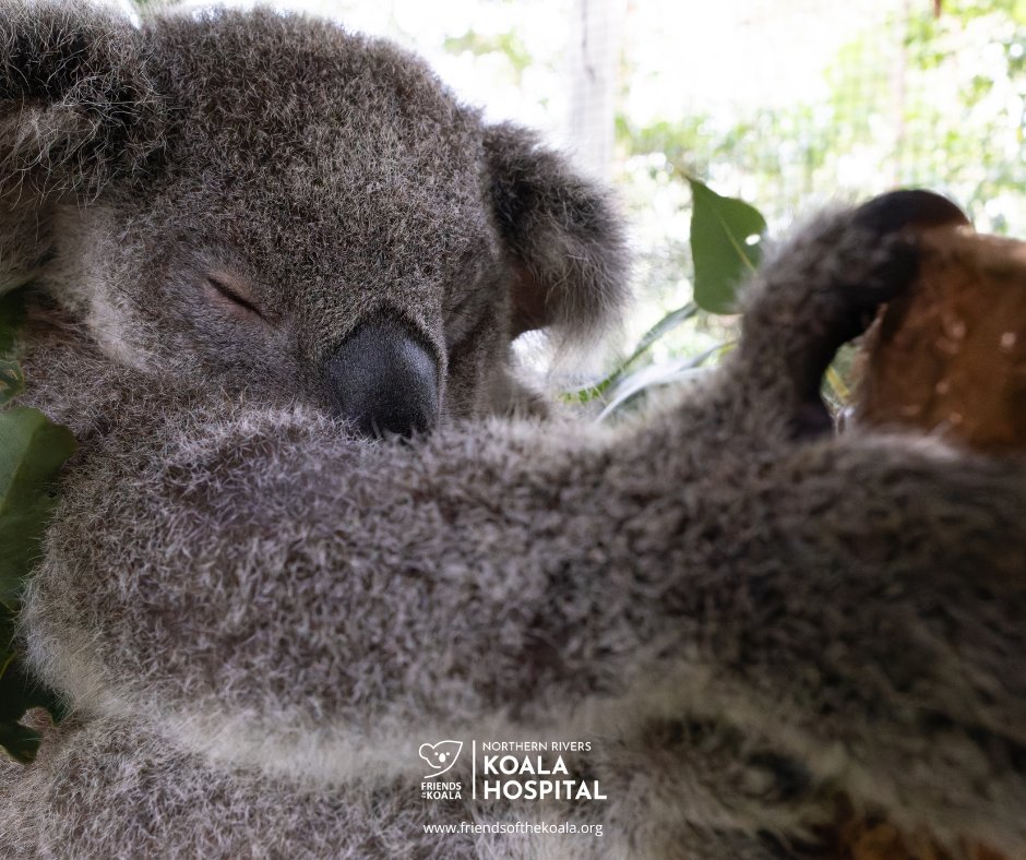 Friendsofthekoala tweet media