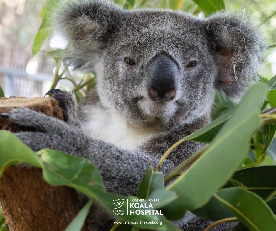 Friendsofthekoala tweet media