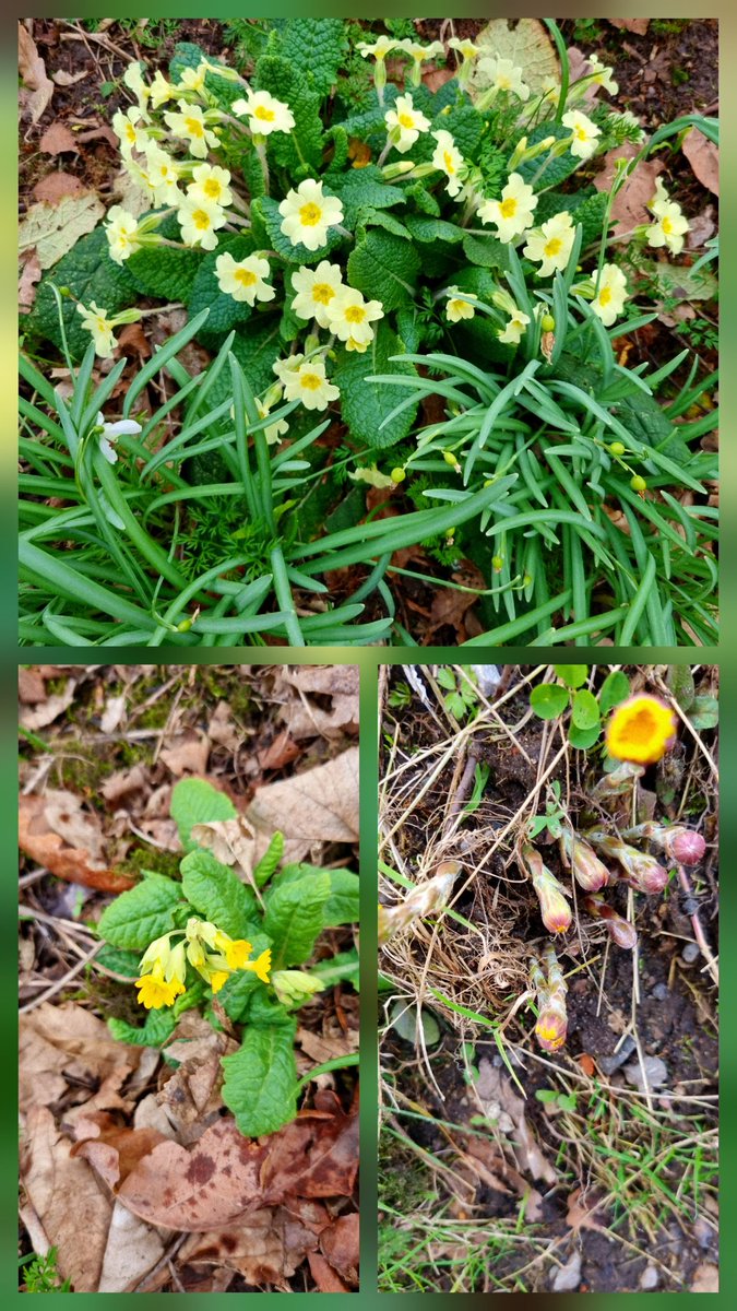SheilaG17662835's tweet photo. #wildflowerhour #SignOfSpring we found a few signs in north #Cumbria. The first 2 pictures are from around my house, and the 3rd is from lovely @cumbriawildlife Smardale. @Wildflower_hour @BSBIbotany https://t.co/Hhl2IpNtg2