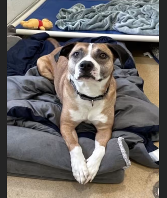 HollywoodDogs's tweet photo. At an overcrowded shelter in #Derwood, #MD, 5-year-old Spike https://t.co/XF6DEjam4M &amp; his sister Sweet Sal-- https://t.co/7GZJHaYGUD who want to stay together-- are in IMMEDIATE need of adoption, a foster home, or rescue #URGENT #PitBull #Boxer #AdoptableDogofDay 🐶 https://t.co/EVvpqpj04g