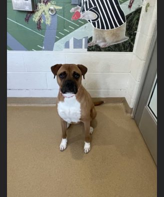 HollywoodDogs's tweet photo. At an overcrowded shelter in #Derwood, #MD, 5-year-old Spike https://t.co/XF6DEjam4M &amp; his sister Sweet Sal-- https://t.co/7GZJHaYGUD who want to stay together-- are in IMMEDIATE need of adoption, a foster home, or rescue #URGENT #PitBull #Boxer #AdoptableDogofDay 🐶 https://t.co/EVvpqpj04g