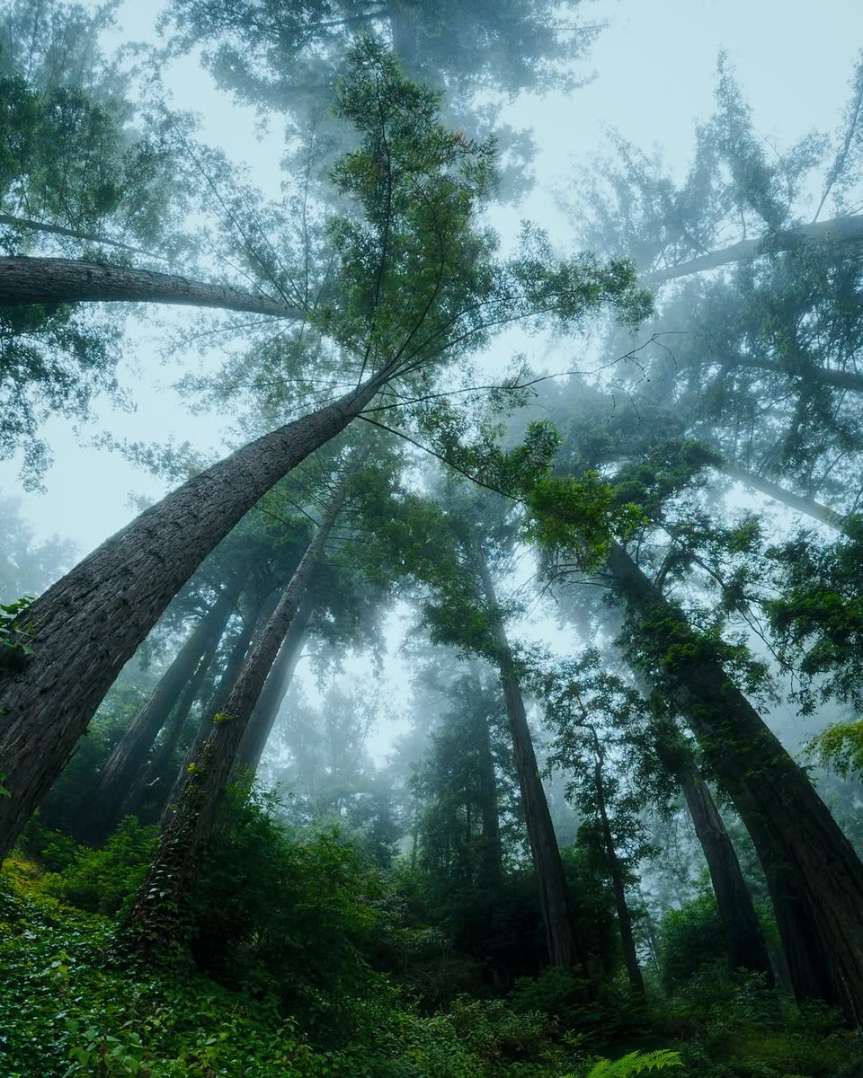 visualsofearth1's tweet photo. Big Sur, California https://t.co/Z1kMMeQqor