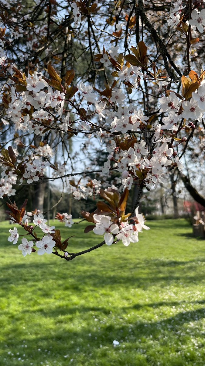 _strategie's tweet photo. 今日の花見🌸 https://t.co/2QAKkP7lM3
