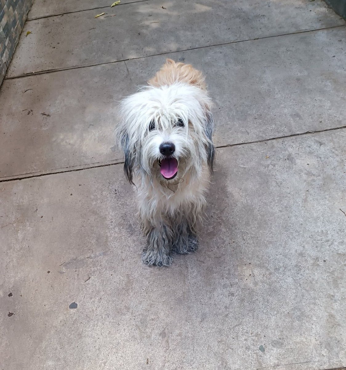 lyssitta's tweet photo. SERVICIO SOCIAL✅️
SE BUSCA A SU FAMILIA 📣‼️
Este perrito anda en la zona de Jardínes del Volcán 1, Ciudad Merliot ,si alguien lo reconoce por favor compartirlo con su familia 🙏🏻.
No logré agarrarlo.

08.mar
1.00 pm https://t.co/FWURwMPI6E