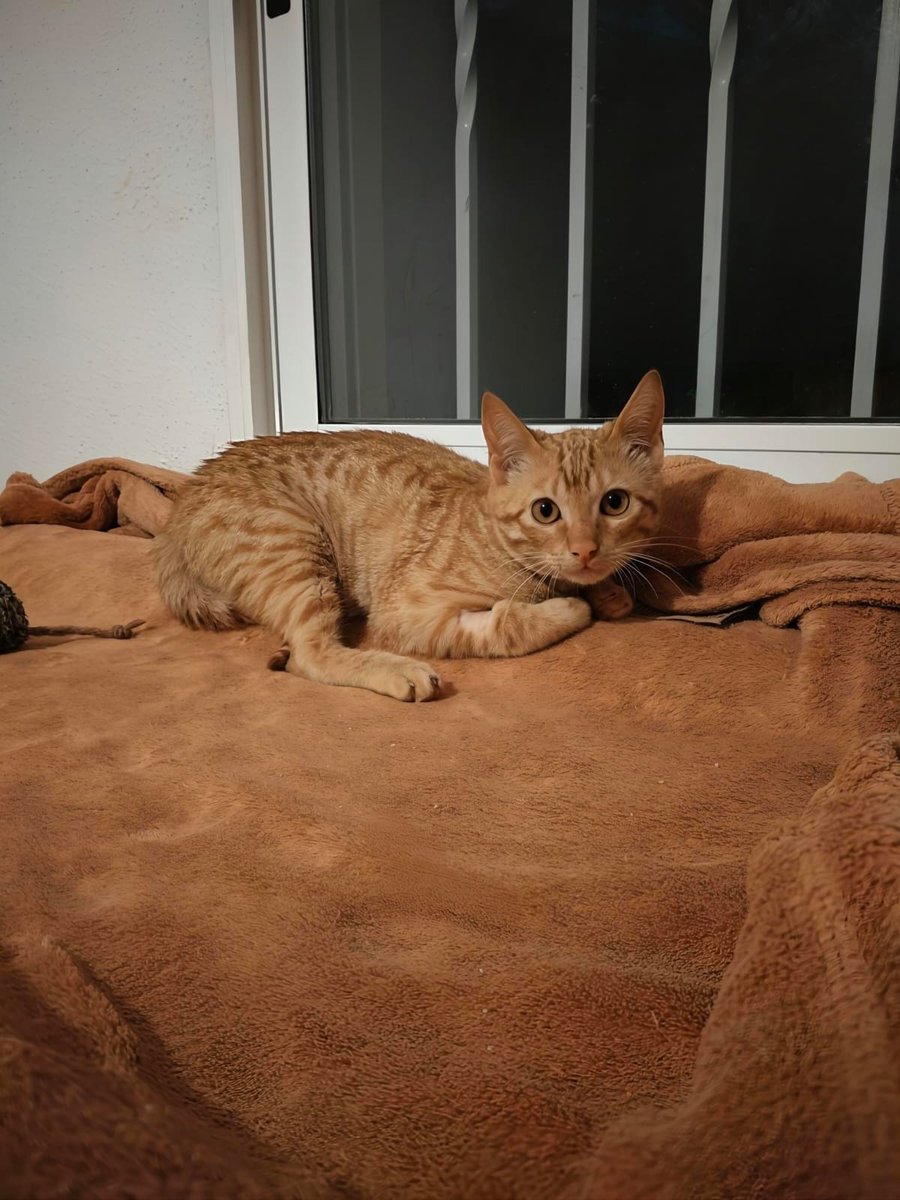 4catsVLC's tweet photo. Diminuto...  pero de gran corazón ❤️ 

Así es nuestro Neptuno, de solo 3 meses.

Rescatado hace muy poquito con sus hermanos, este naranjita simpático está para comérselo a besos!

Buscamos un hogar bonito para él... Te animas?

#Valencia 635 12 78 55 

#AdoptaNoCompres #gatito https://t.co/WtVZoGdFdQ