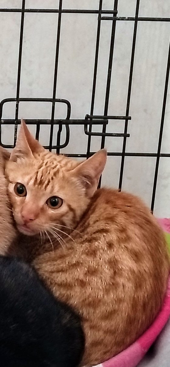 Diminuto...  pero de gran corazón ❤️ 

Así es nuestro Neptuno, de solo 3 meses.

Rescatado hace muy poquito con sus hermanos, este naranjita simpático está para comérselo a besos!

Buscamos un hogar bonito para él... Te animas?

#Valencia 635 12 78 55 

#AdoptaNoCompres #gatito