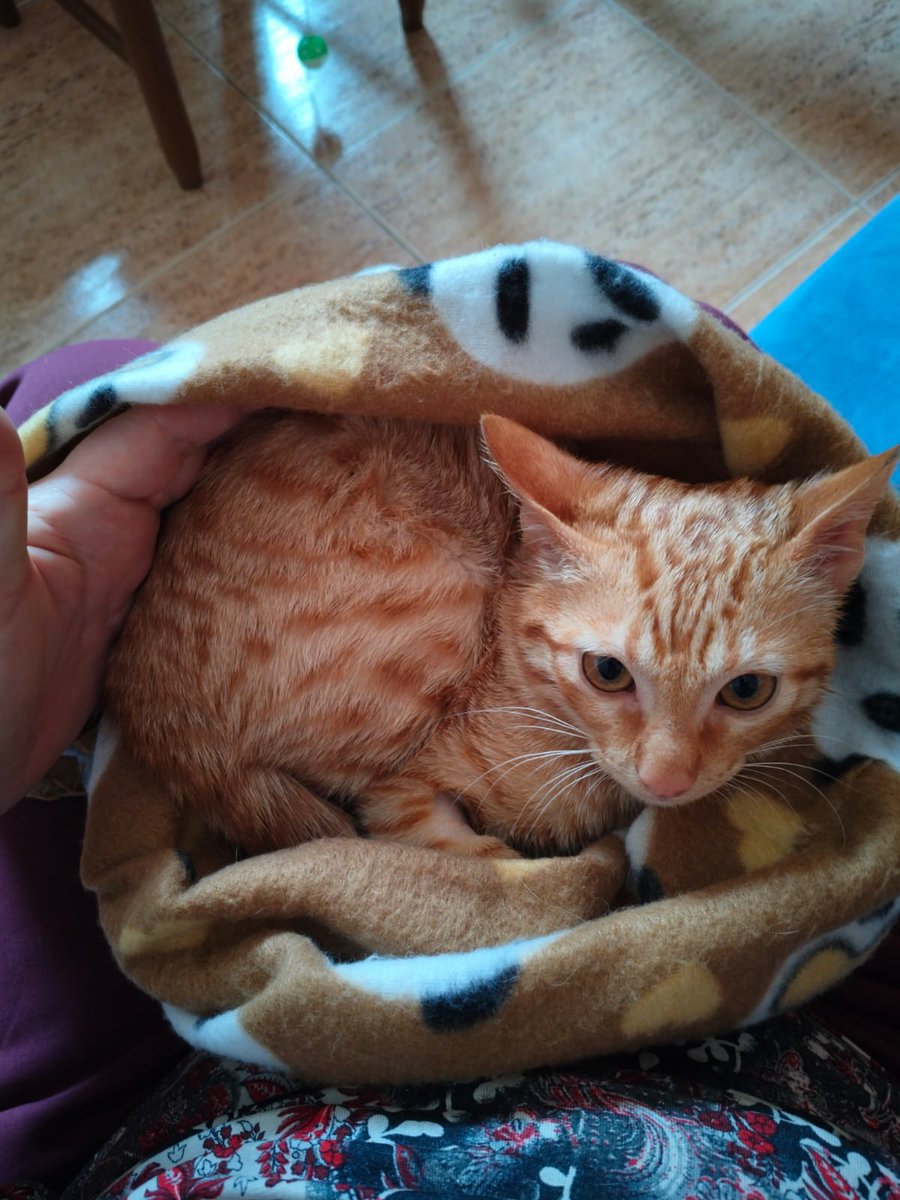4catsVLC's tweet photo. Diminuto...  pero de gran corazón ❤️ 

Así es nuestro Neptuno, de solo 3 meses.

Rescatado hace muy poquito con sus hermanos, este naranjita simpático está para comérselo a besos!

Buscamos un hogar bonito para él... Te animas?

#Valencia 635 12 78 55 

#AdoptaNoCompres #gatito https://t.co/WtVZoGdFdQ